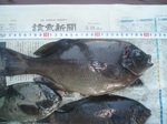 5-19 004 tyouka-1.jpg