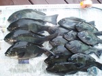 7-21 003 tyouka.jpg
