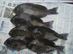 6-20 008tyouka.jpg